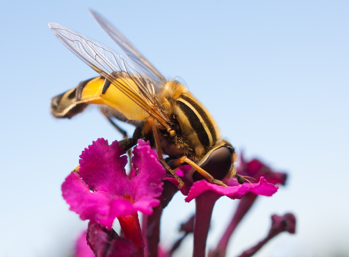 Hoverfly - Helophilus pendulus feeding 2